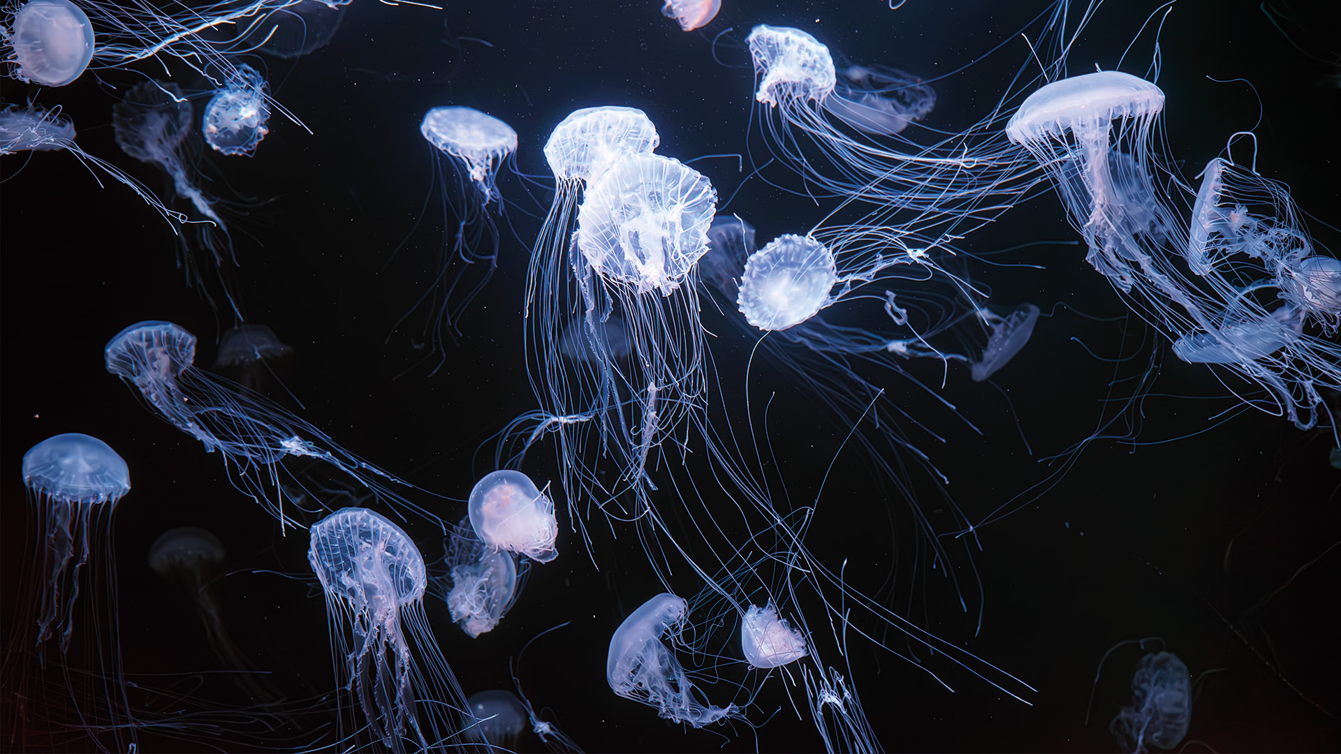 Ocean with jellyfish